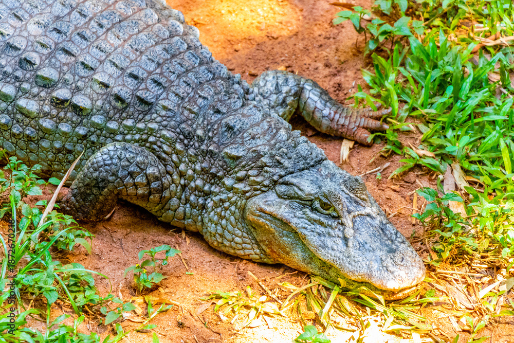 Fototapeta premium Crocodile alligator by the river water pond lake in Brazil.