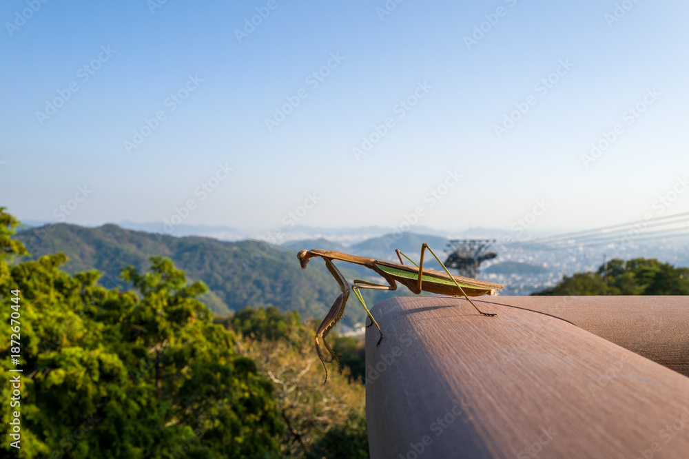 Fototapeta premium A brown praying mantis stands on a wooden railing overlooking green forested hills and a distant cityscape near Engyoji, Mount Shosha, Himeji, Japan. A cable car station and clear blue sky complete