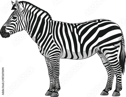 Striking Zebra Illustration A Detailed Side View of the African Wildlife