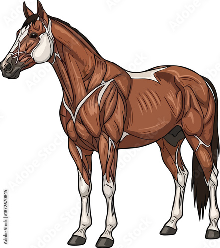 Muscle anatomy of a horse Anatomical Study of Equine Musculature