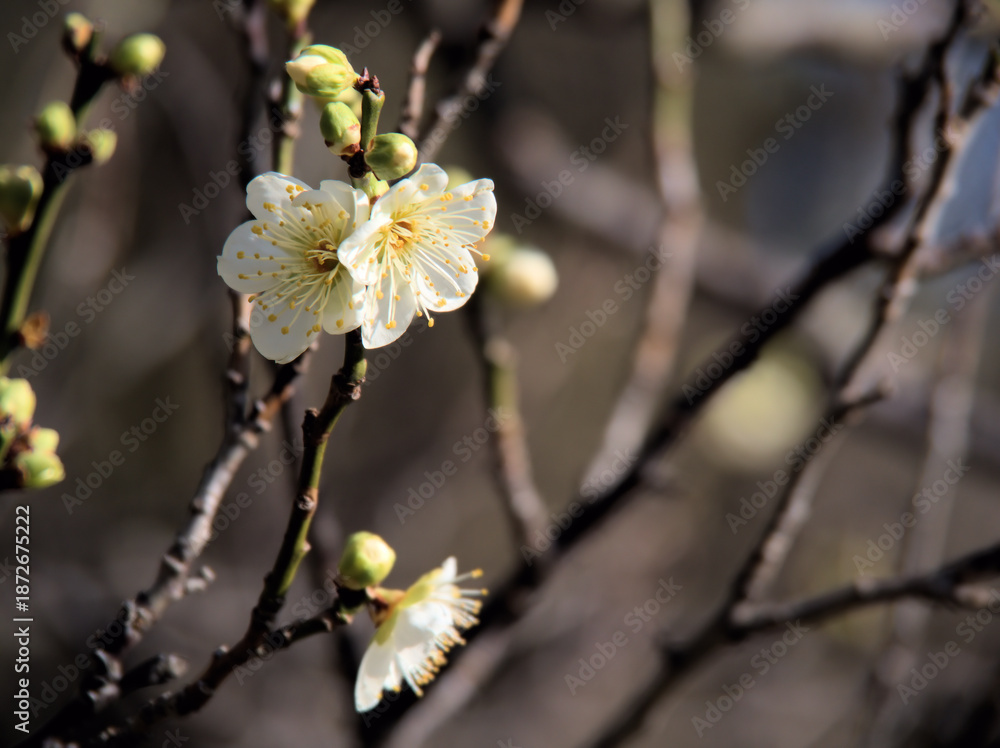 Obraz premium 1月に美しく咲いた白い梅の花「月影(ツキカゲ)」