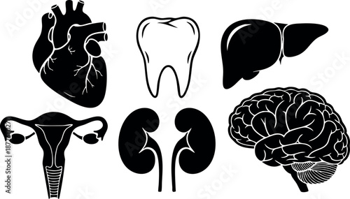 Human internal organs vector collection with heart tooth liver uterus kidneys and brain anatomy icons