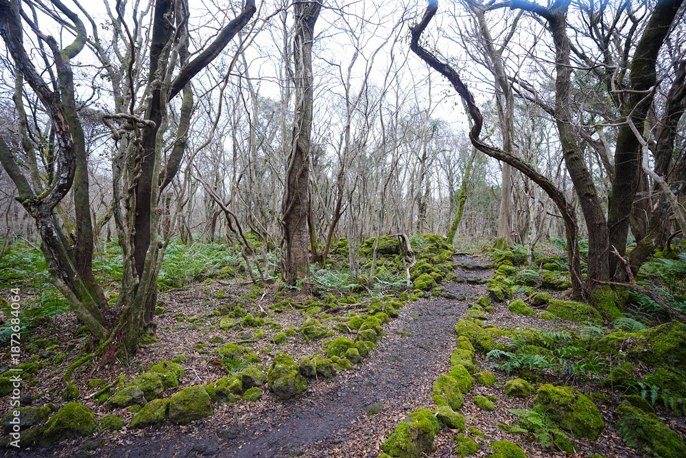 Fototapeta premium desolate winter forest and pathway