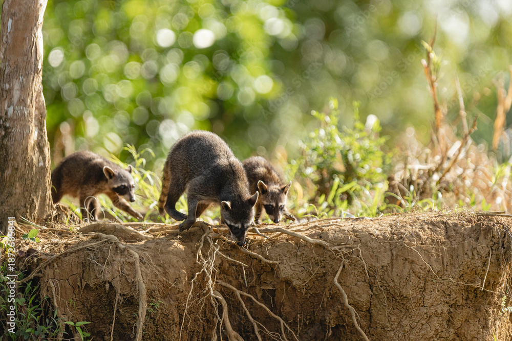 Fototapeta premium Group of raccoons foraging on dirt riverbank in tropical forest
