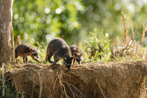 Group of raccoons foraging on dirt riverbank in tropical forest