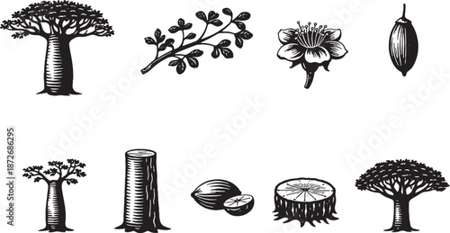 Fotografi Baobab tree botanical icons, black and white 3D line art set eps