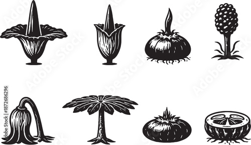 Baobab tree scientific botanical icons, black and white 3D line art set eps