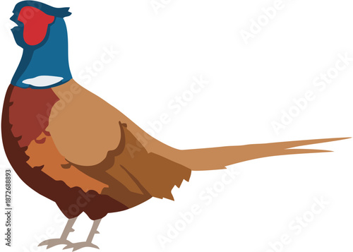 Pheasant Bird Colorful Illustration.