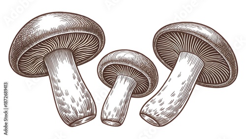 mushroom isolated on white background