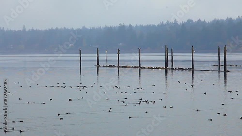  a video of an Puget Sound  wildlife refuge in Washington State