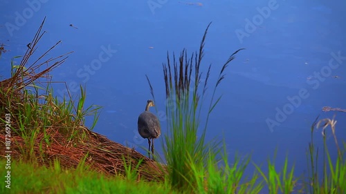 a video of a Blue Heron bird on the shorelines of Nisqually Natural wildlife Refuge Washington State