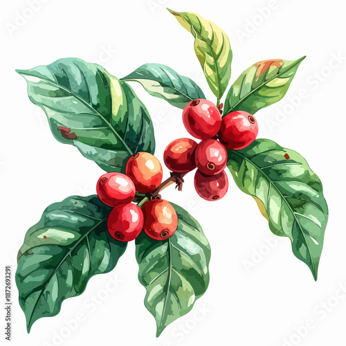 Coffee Plant with Red Berries and Leaves.