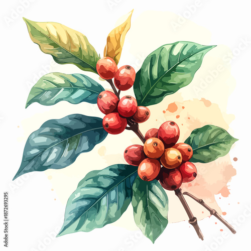 Watercolor Coffee Plant with Red Berries.