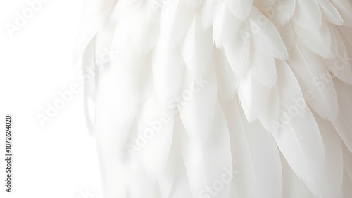 A close-up of natural white wings with detailed feather textures, illuminated by soft overhead lighting.
