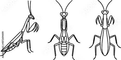 Praying mantis vector line art set, insect anatomy diagram with side, top and bottom views, minimalist bug illustration