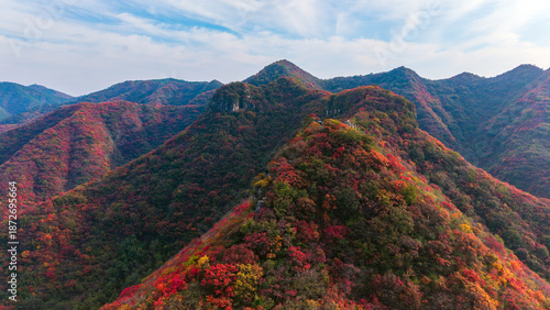 The red leaves on the hillside in autumn