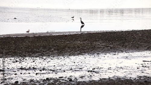 a video of a Blue Heron and Seagull on the Puget Sound coast in Washington State