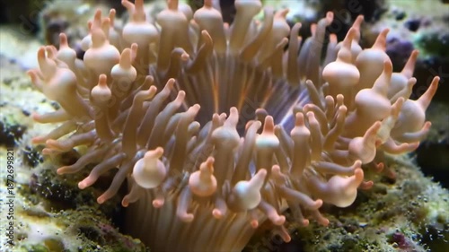 Close-up macro shot of a delicate sea anemone with flowing tentacles in its natural habitat