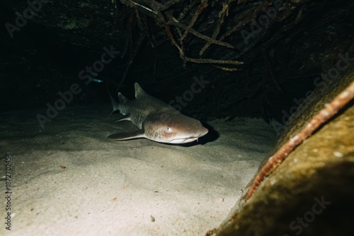 Spiny dogfish shark navigates the sandy bottom in the deep ocean waters