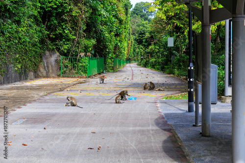 Billede på lærred Monkeys rummaging through and spreading trash on a street in Singapore