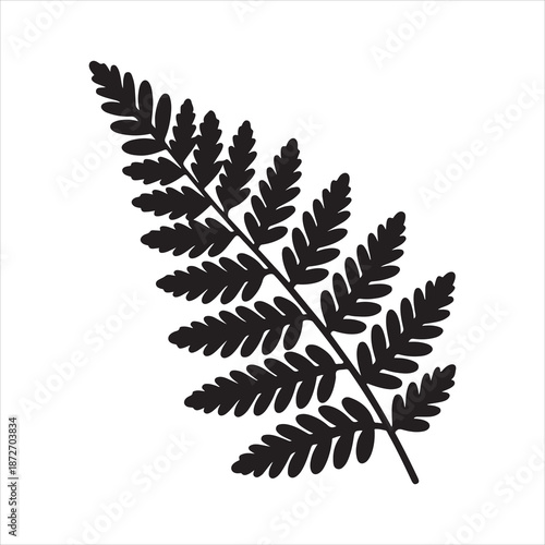 Detailed vintage illustration of fern leaf botanical design. A silhouette of a fern frond with detailed leaves isolated on white background
