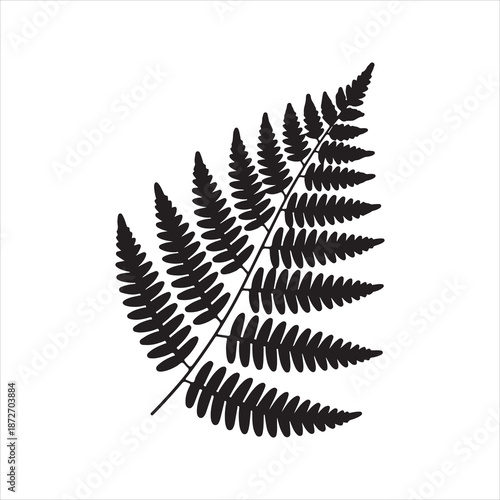 Detailed vintage illustration of fern leaf botanical design. A silhouette of a fern frond with detailed leaves isolated on white background
