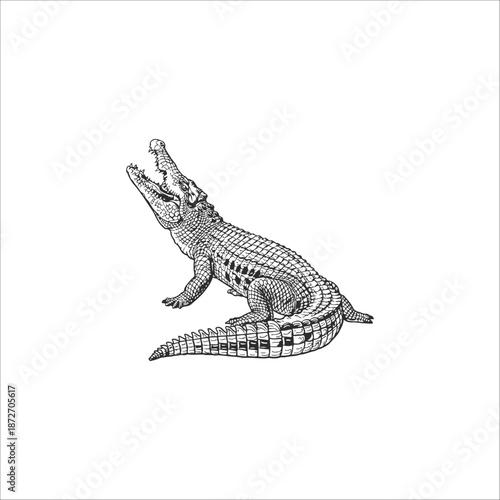 crocodile hand drawn illustration artwork