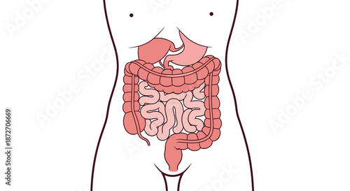 Scientific diagram of the human torso highlights the digestive system, clearly showing the stomach, small intestine, and large intestine.