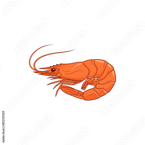 Illustration of a red cooked shrimp with white background