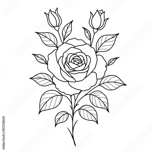 illustration of blooming rose flower and leaf bud.line art of rose flower