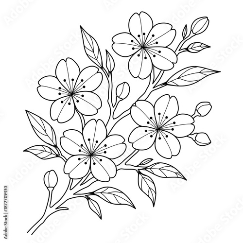 elegant and beautiful cherry blossom illustration.hand drawn line art decoration