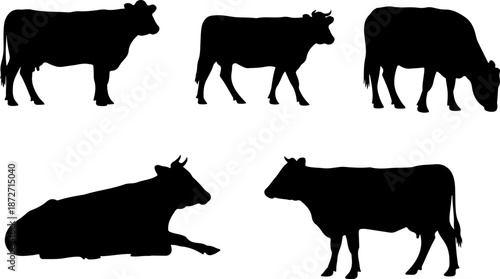 Cows in various poses standing and lying down outdoors