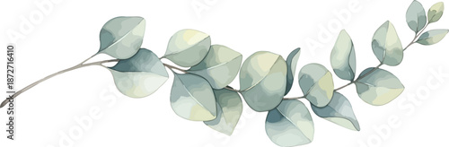 Elegant watercolor style eucalyptus branch with soft green leaves isolated on white background for wedding invitation and floral design