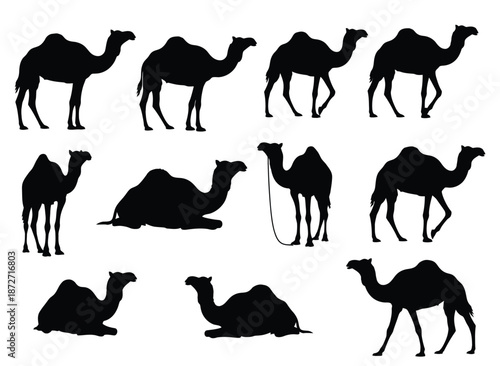 Collection of black camel silhouettes vector illustration isolated on transparent background