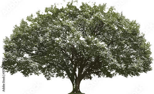 Vector illustration of mature tree icon with wide canopy, thick trunk, green foliage, natural growth, and landscape design symbol