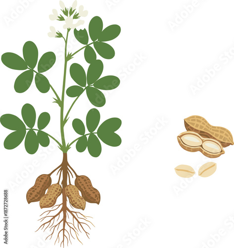 Peanut plant illustration showing leaves, flowers, roots, and underground peanuts with shelled and unshelled nuts