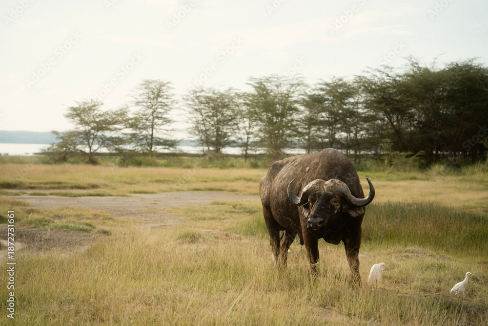 Obraz premium フラミンゴで知られるレイク・ナクル国立公園 ケニアの自然保護区