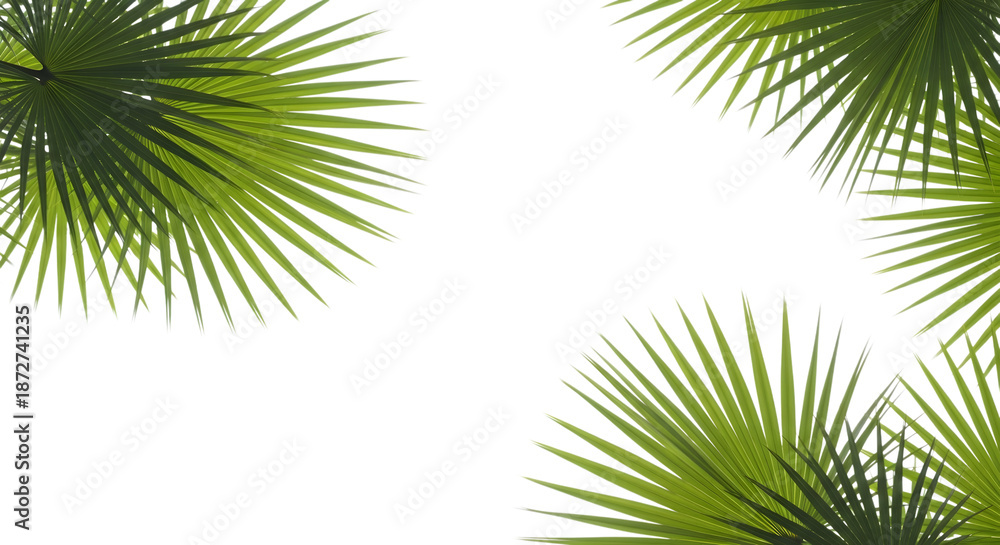 Fototapeta premium Palm Fronds Pair | Tropical Leaf Photography | fronds