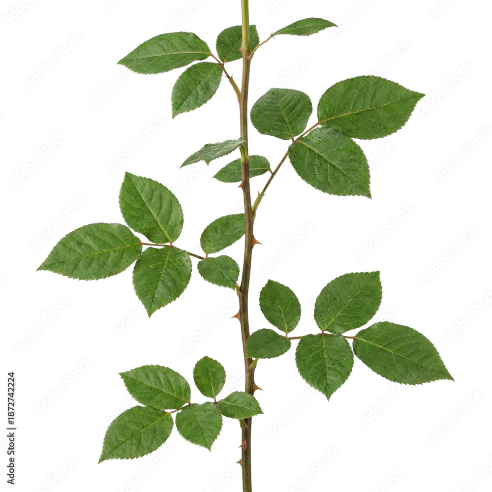 Naklejka premium Green rose stem with leaves and thorns on transparent background
