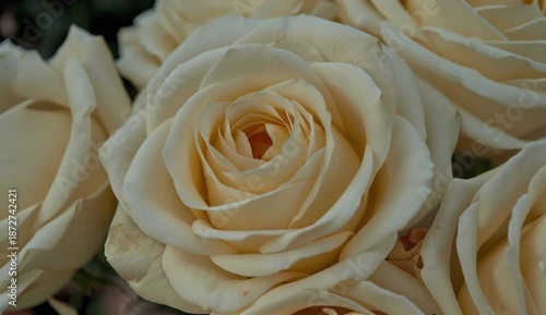 a fully bloomed white rose with creamy textured petals and fresh green leaves against a pure white background, perfect for romantic or floral themes, created with generative ai