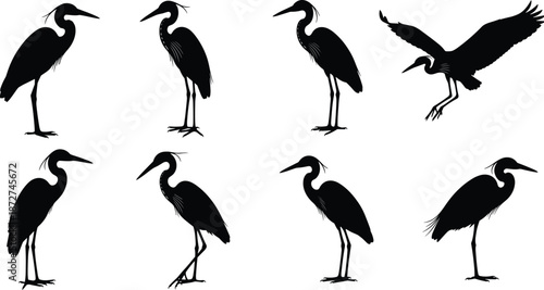 Collection of Great Blue Heron Silhouettes Standing and Flying in Various Poses Isolated on White Background for Wildlife Nature Design Projects