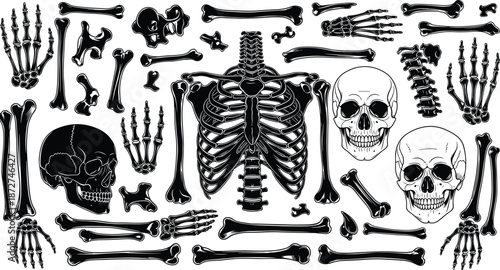 Human bone silhouette, skull vector icon, anatomical skeleton clipart, black medical graphic, isolated anatomy design, educational element