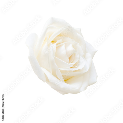 Lovely single white rose isolated on transparent background. Beautiful element for your design.