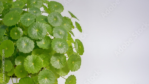 Centella asiatica leaves with copy space on clean background