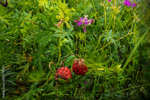 Wild berries in dense grass