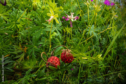 Wild berries in dense grass