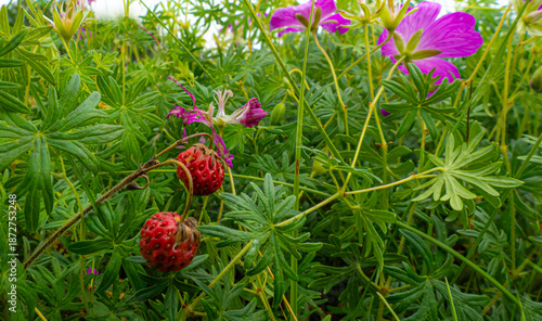 Wild berries in dense grass with purple flowers in a June field