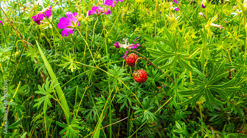 Wild berries in dense grass