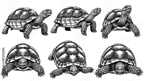 Illustration of six turtles in various poses on a white background with grayscale tones.