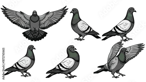 A set of six pigeons in various poses, including flying and standing, on a plain white background with gray and white feathers.